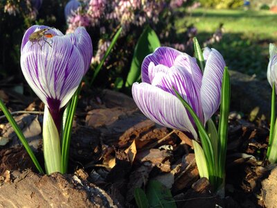Crocus early bloomer insect photo