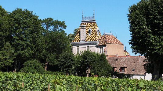 Grapes burgundy castle photo