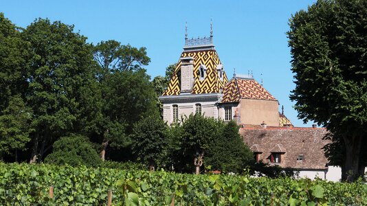 Grapes burgundy castle