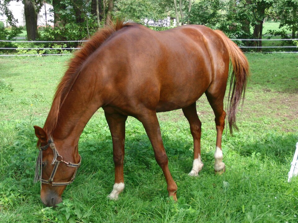 Horse nature animal