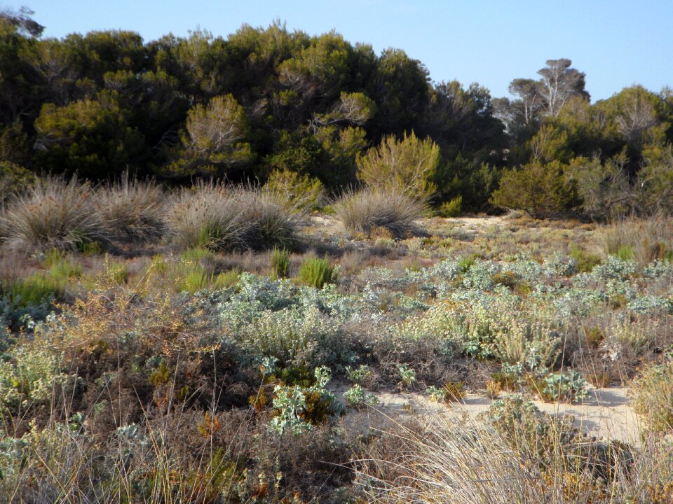 Dunes it trenc mallorca