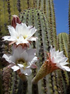 Flora plant blossom photo