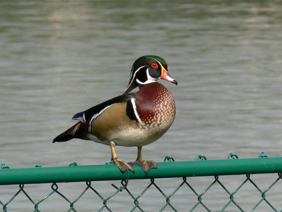 Lake morton florida birdwatching