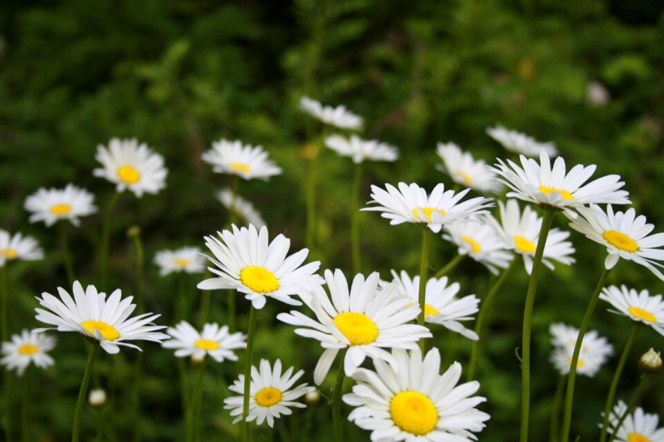 Summer floral flower