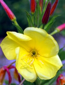 Evening primrose greenhouse blossom bloom photo