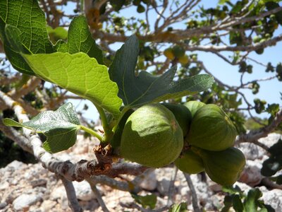 Figs fruit eat photo