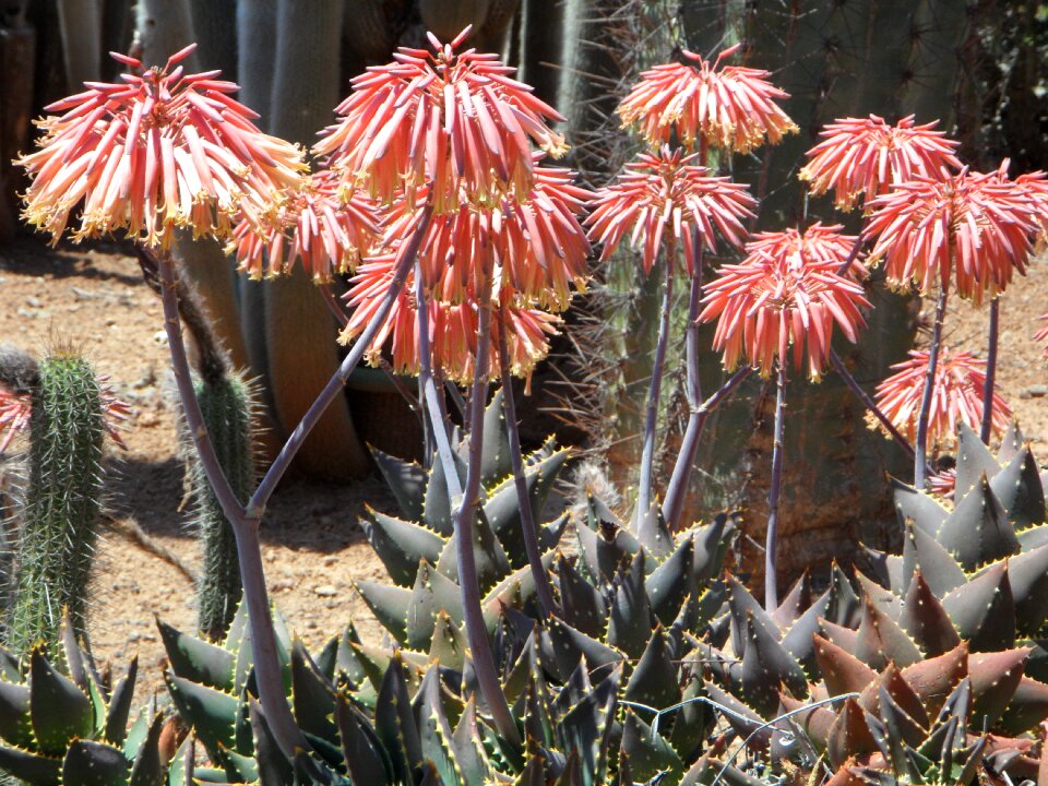 Bloom plant flower