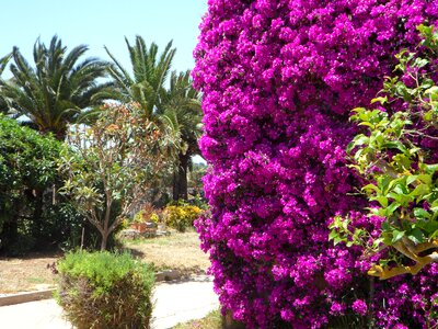 Flora plant flower