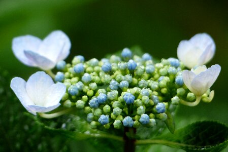 Hydrangea rain rainy season