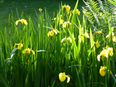 Plant morning light yellow