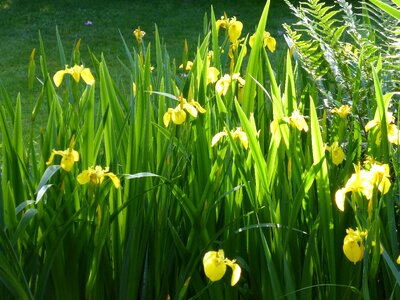 Plant morning light yellow photo