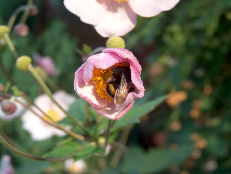 Bloom summer garden
