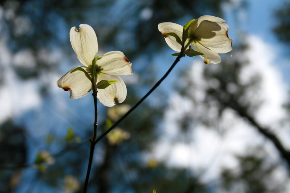 Nature forest spring