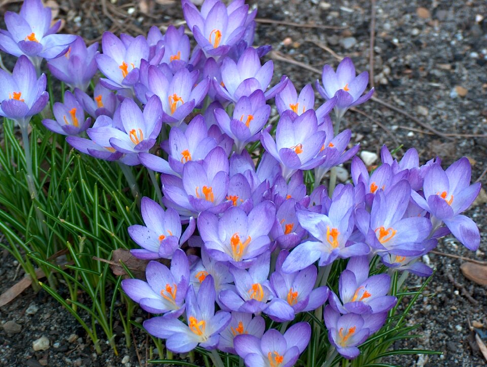 Nature spring plant
