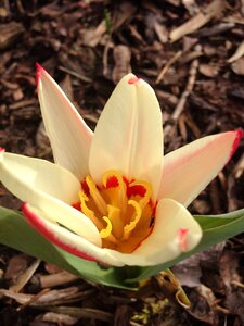 Spring blossom bloom
