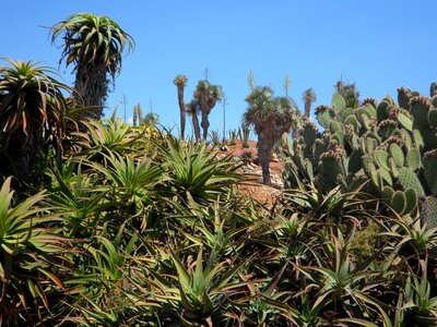 Plant exotic plants exotic
