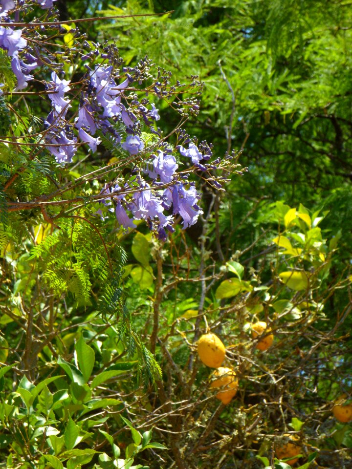 Mediterranean plant nature