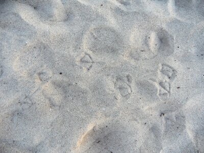 Seagull footprint footprints