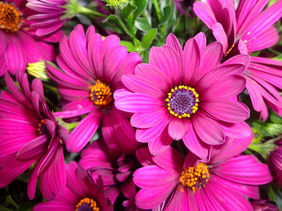 Gerbera blossom bloom