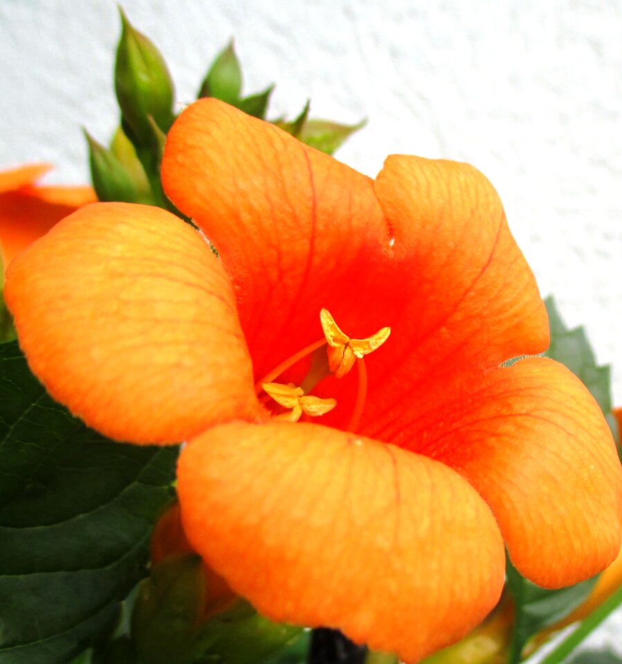 Orange-red flower sight for sore eyes climber plant