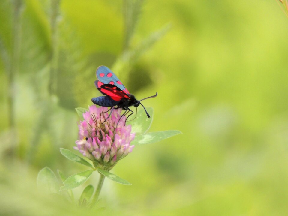 Red close up insect