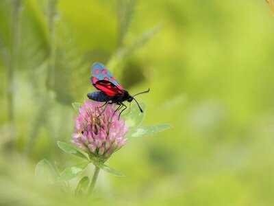 Red close up insect