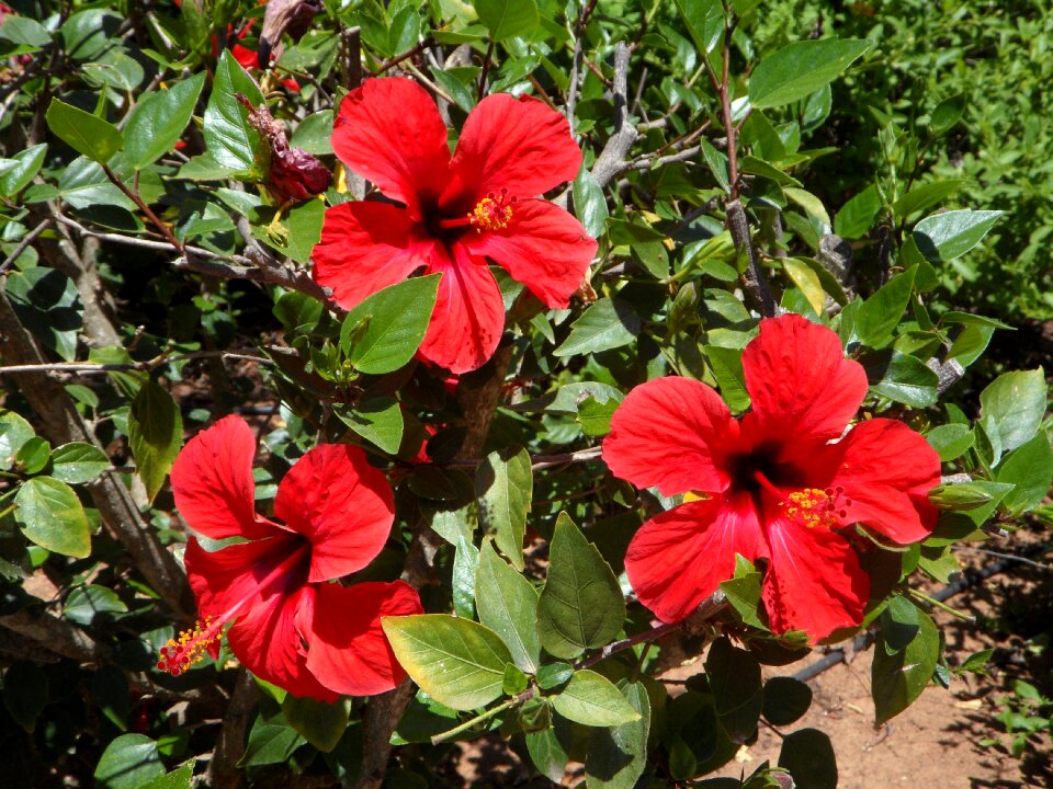 Flowers flower red