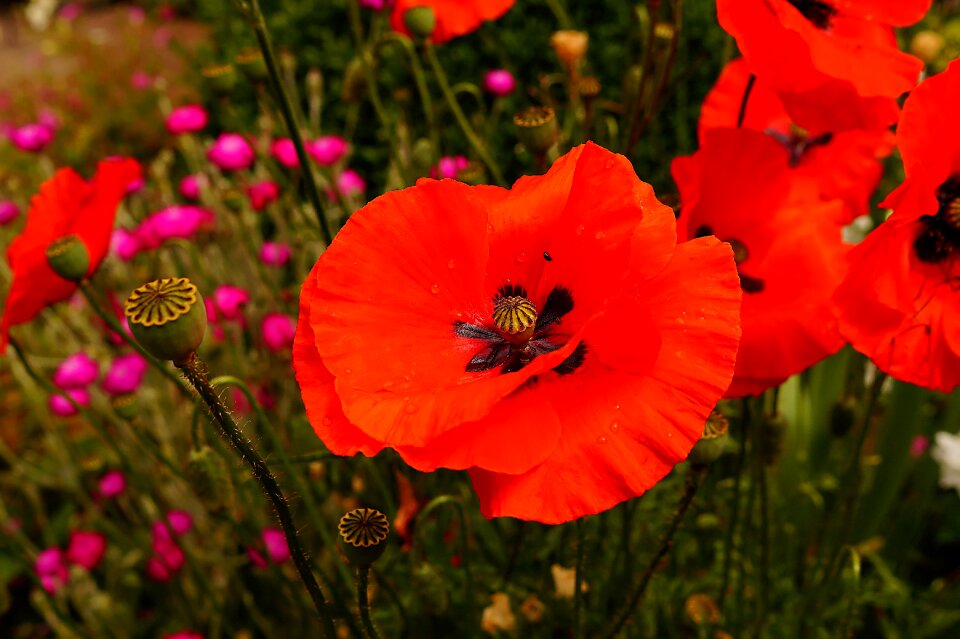 Poppies flowers colorful
