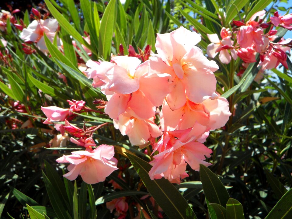Bush ornamental plant blossom
