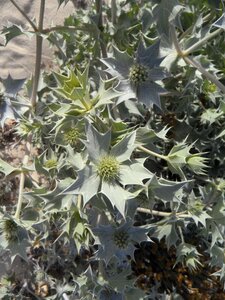 Dune protected plant