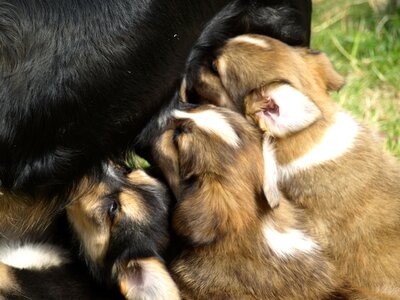 Thirsty cute puppy photo