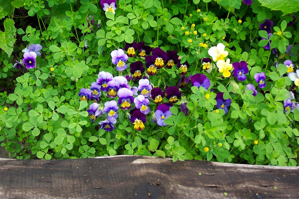Yellow garden flowers
