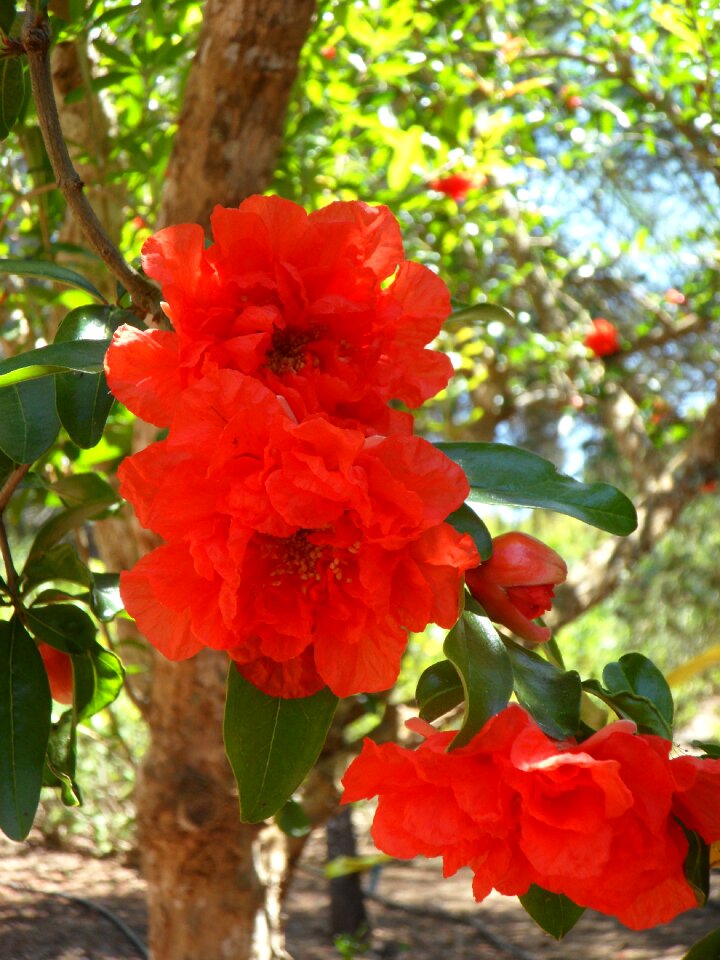 Bloom bloom red
