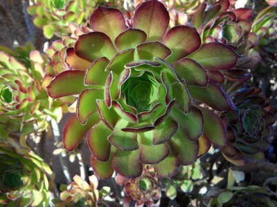 Succulent succulents rosette wax flower photo