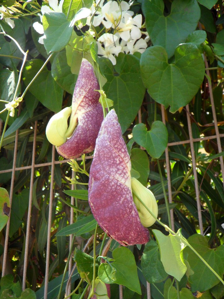 Plant creeper brazil