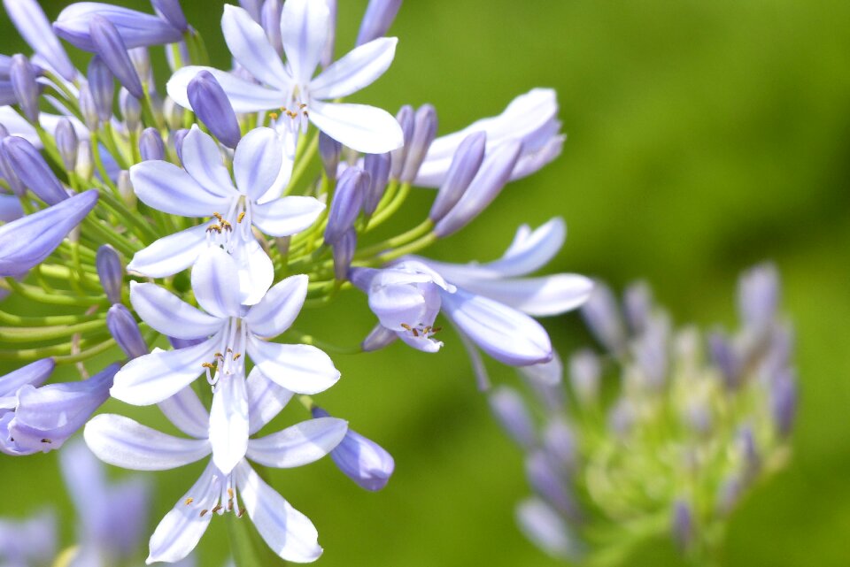 Summer flowers japan june