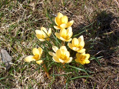 Nature spring plant