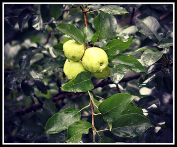 Fruit green fresh