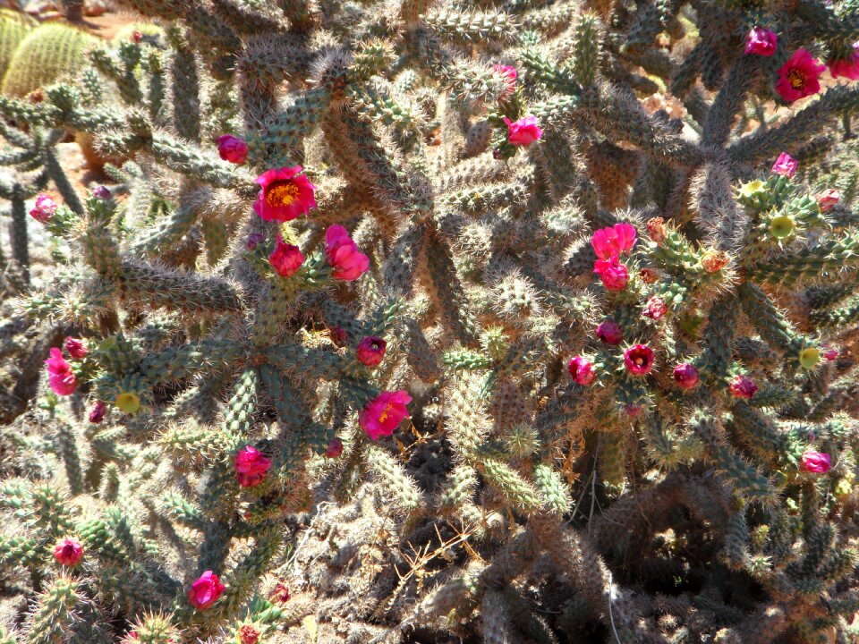 Flowers pink splash of color