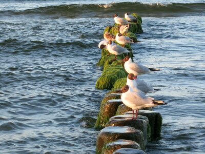 Baltic sea usedom sea