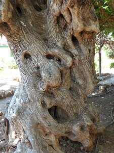 Gnarled wood log