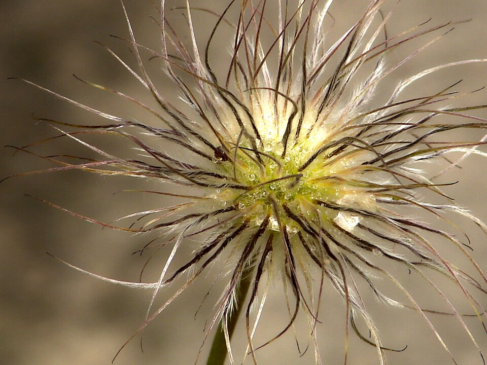 Blossom bloom nature