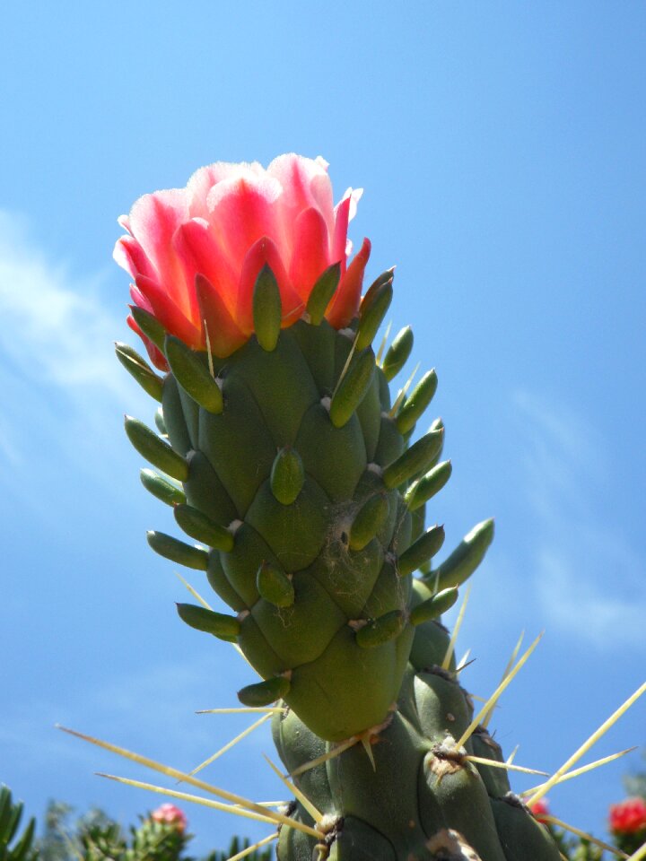 Flora plant blossom