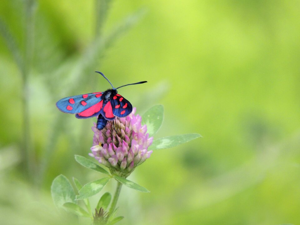 Red close up insect