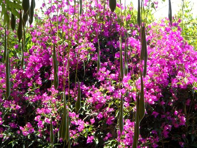 Garden curtain view