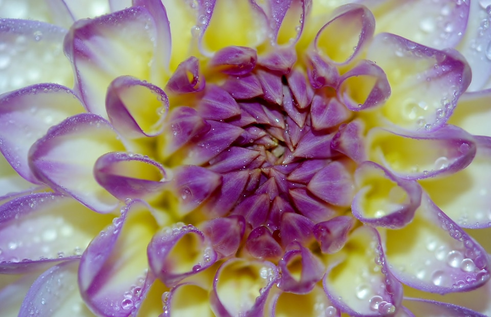 Macro white floral