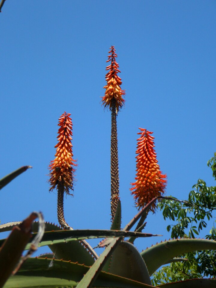 Plant blossom bloom