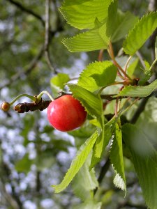 Taste sweet red photo