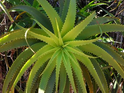 Flora leaves smart