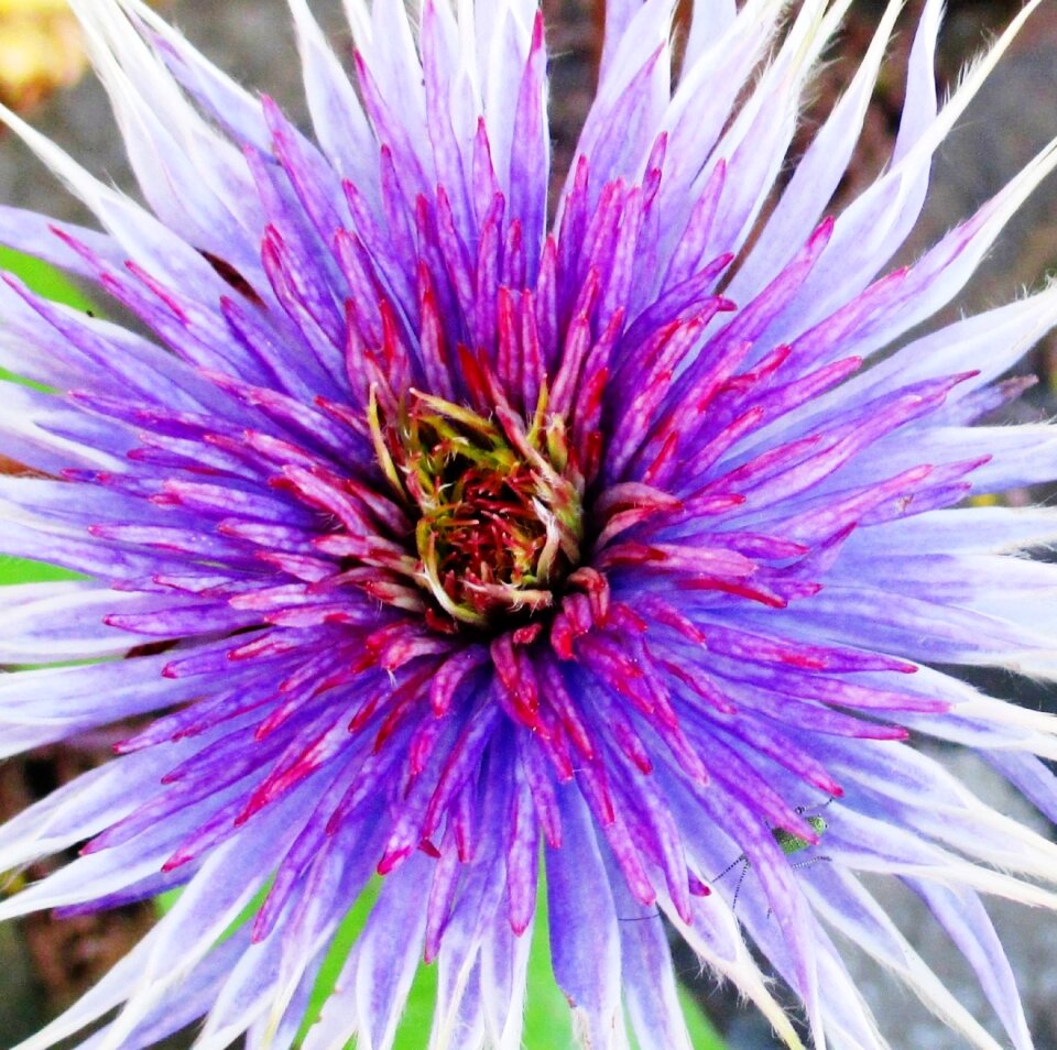 Garden plant ornamental plant light purple